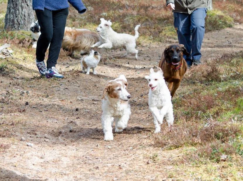 hundpatrullen_fotograf_sus_img-20160414-wa0016.jpg hundpatrullen_fotograf_sus_img-20160414-wa0016.jpg