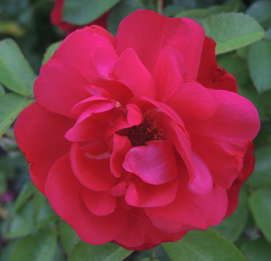 ros_besk_dscn0367.jpg